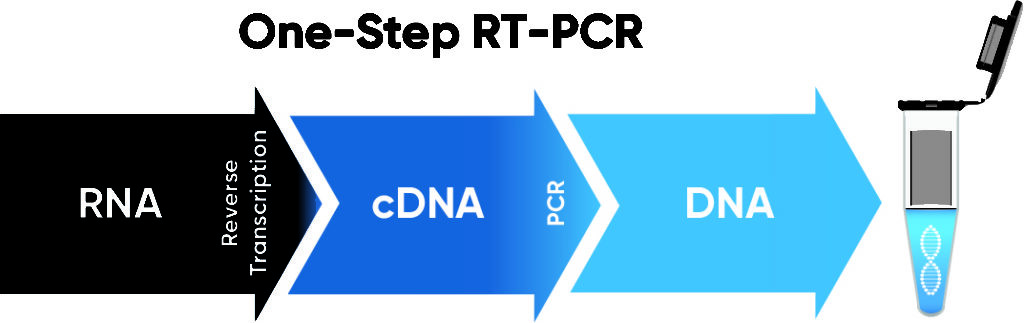 Accuris One-Step RT-PCR kit, 50 reactions - Image 3