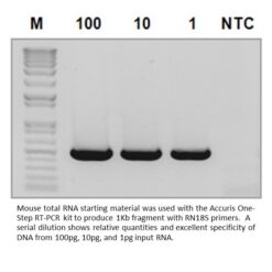 Alternative view of Accuris One-Step RT-PCR kit, sample 10 reactions